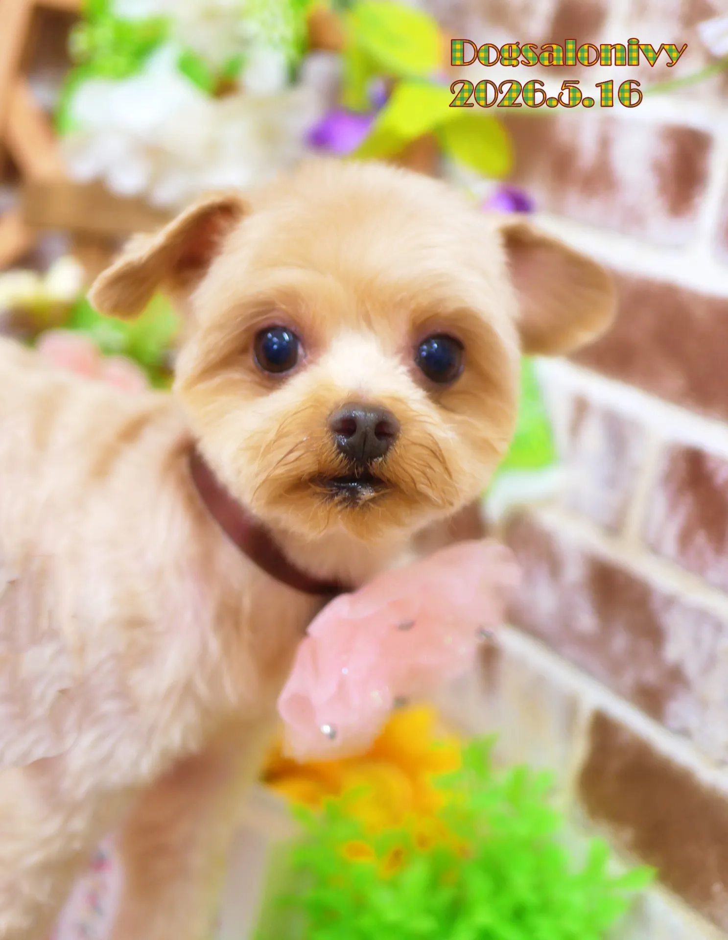 今日のわんちゃん