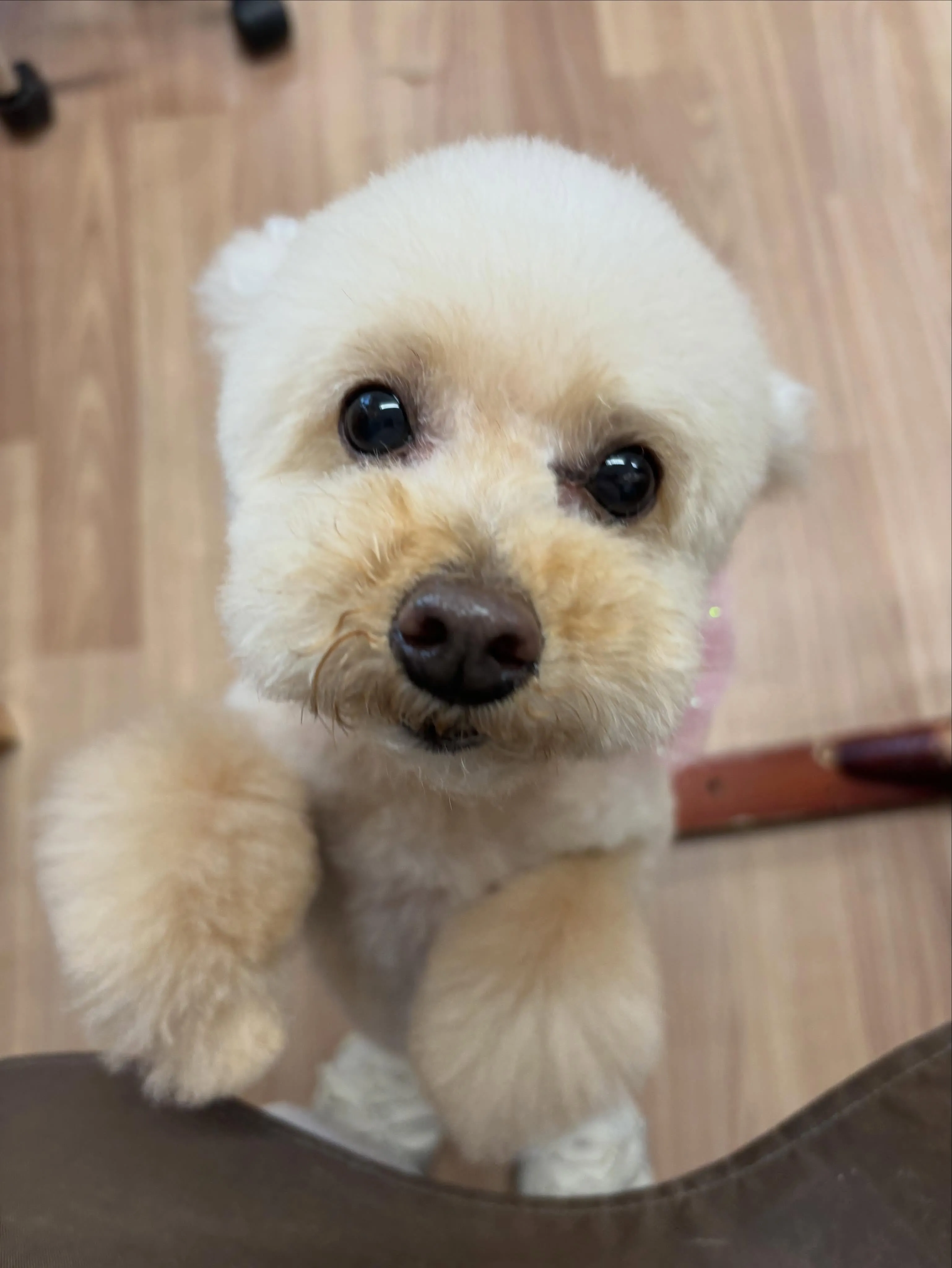 お手入れが終わったハッチくん🐝