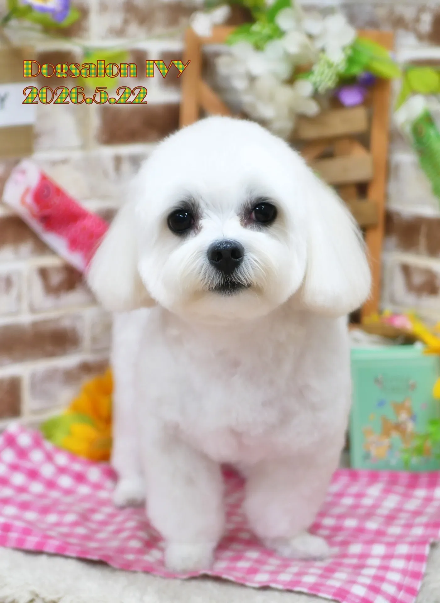 今日のわんちゃん