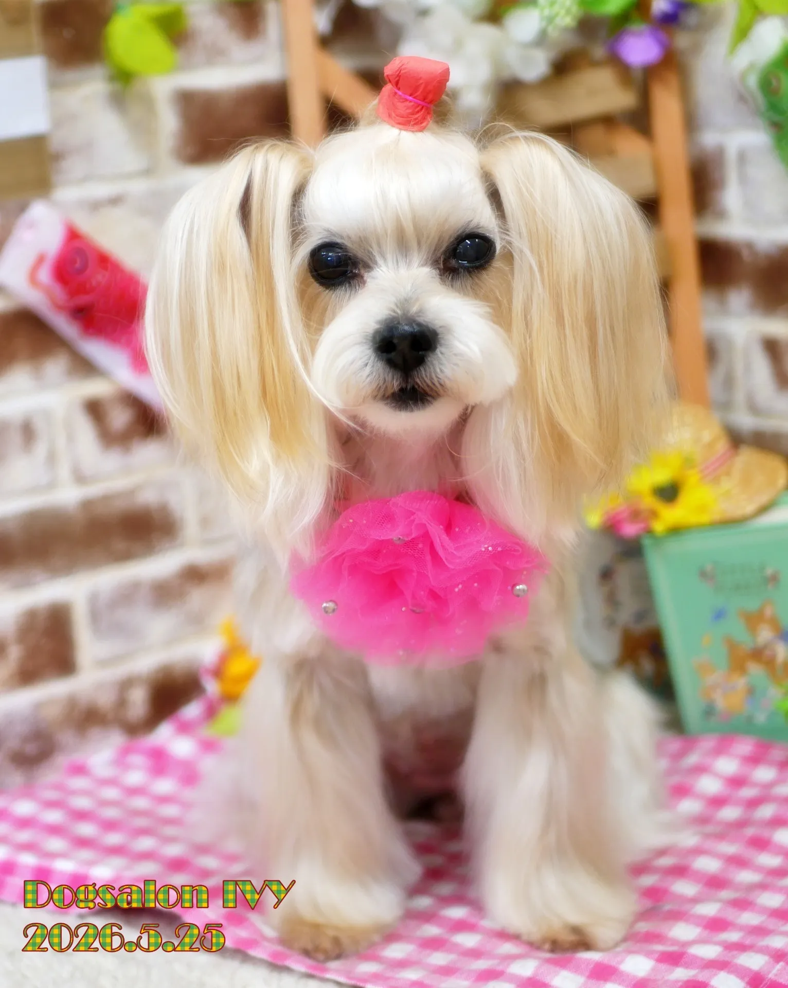 今日のわんちゃん