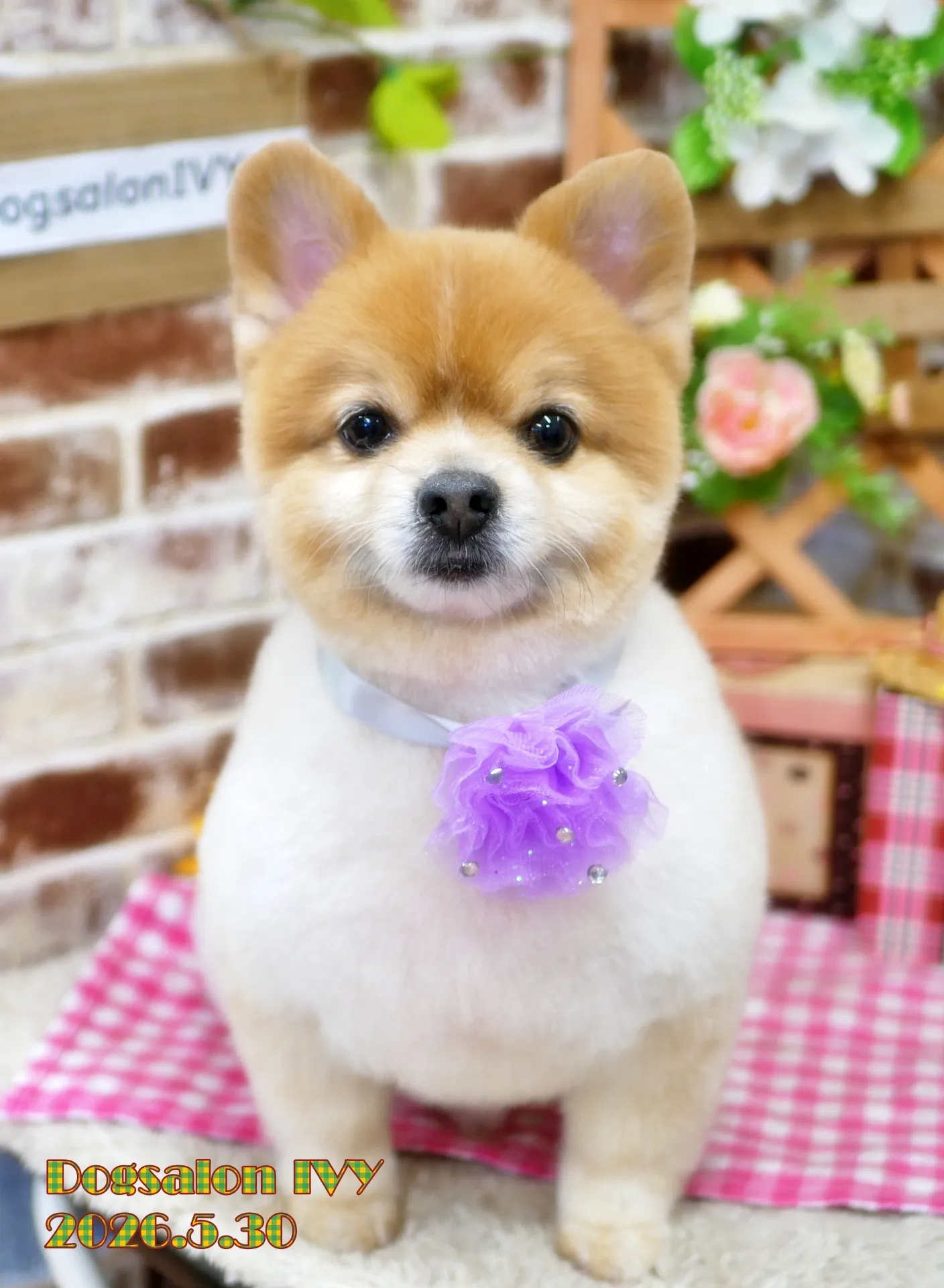 今日のわんちゃん