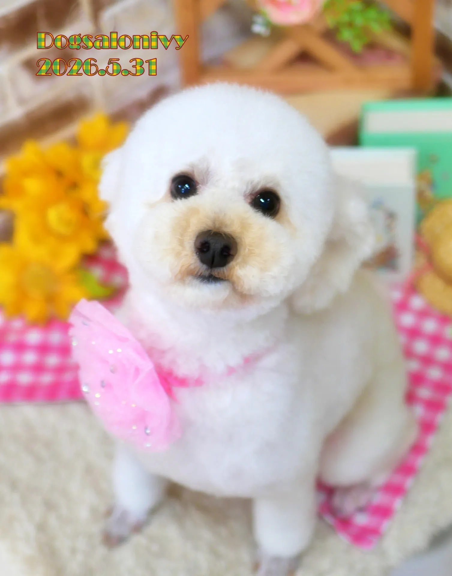 今日のわんちゃん