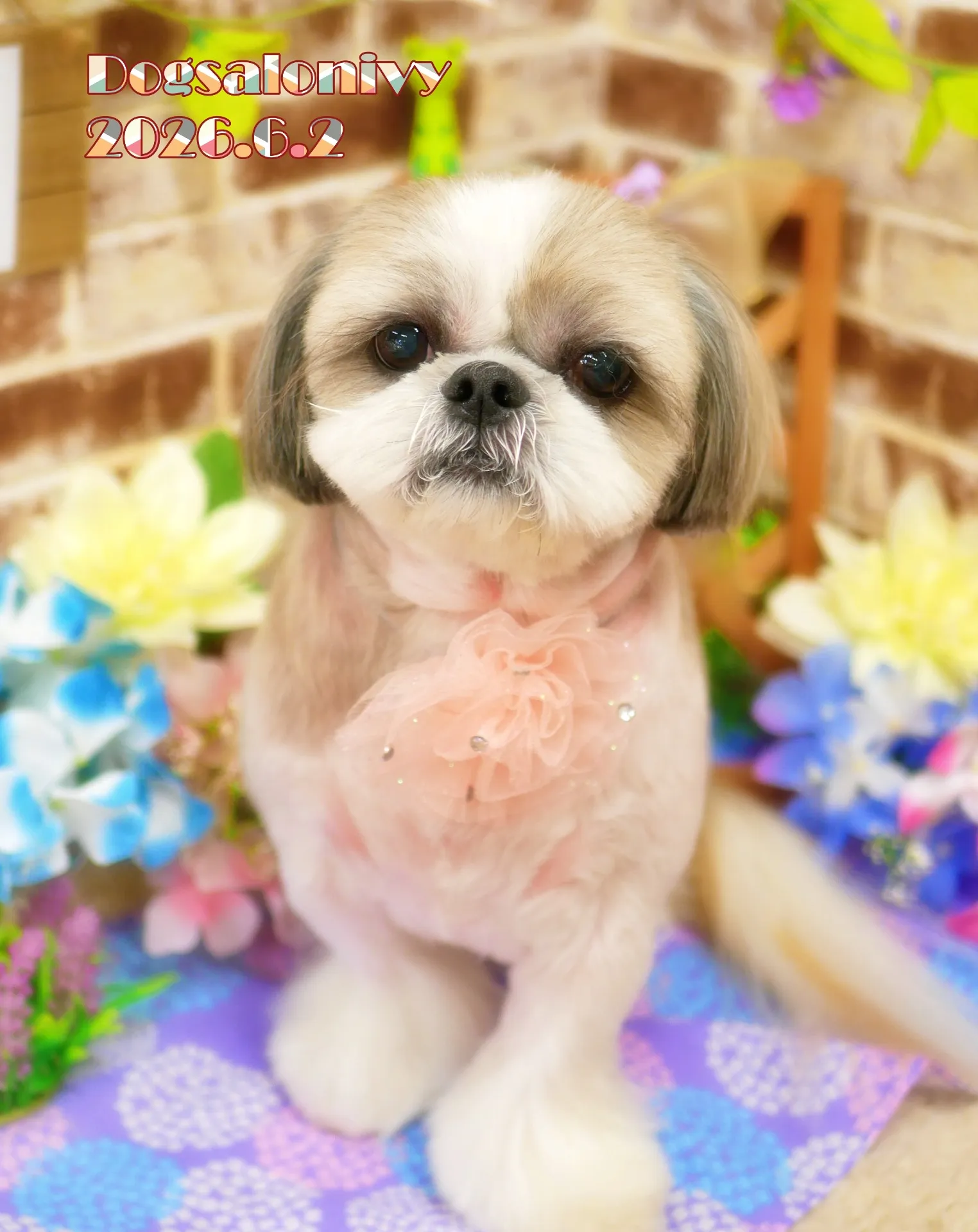 今日のわんちゃん