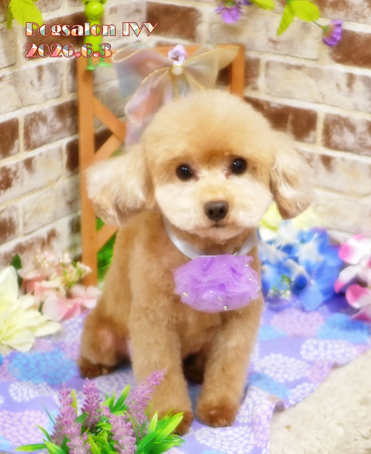 今日のわんちゃん