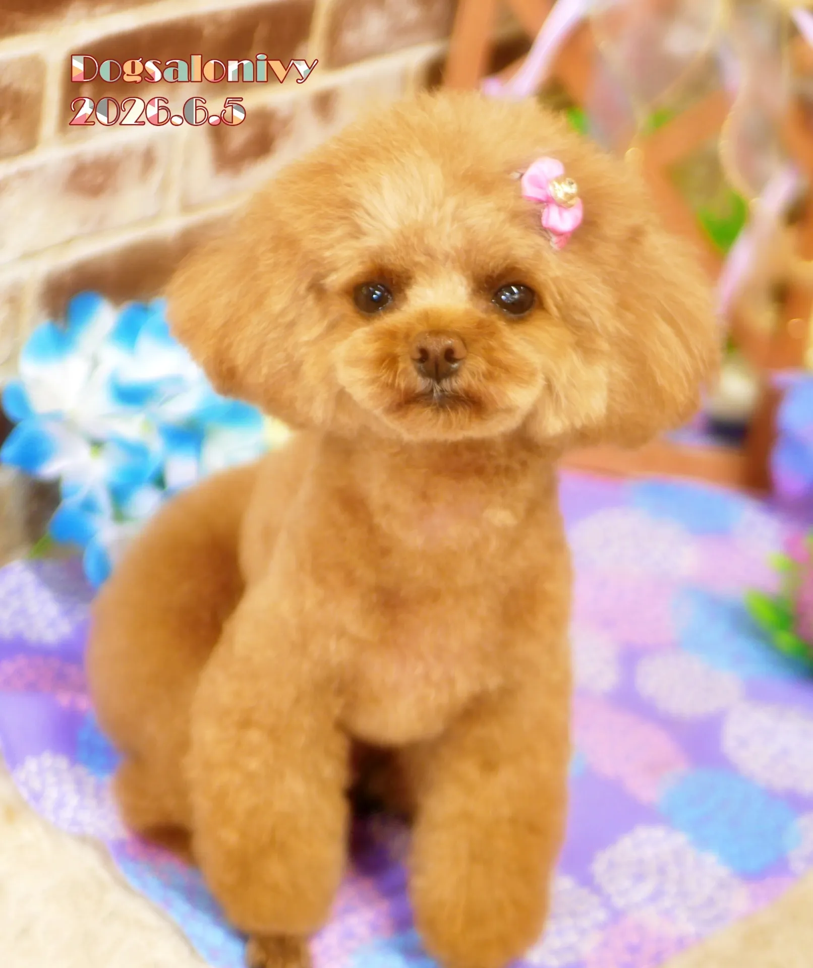 今日のわんちゃん