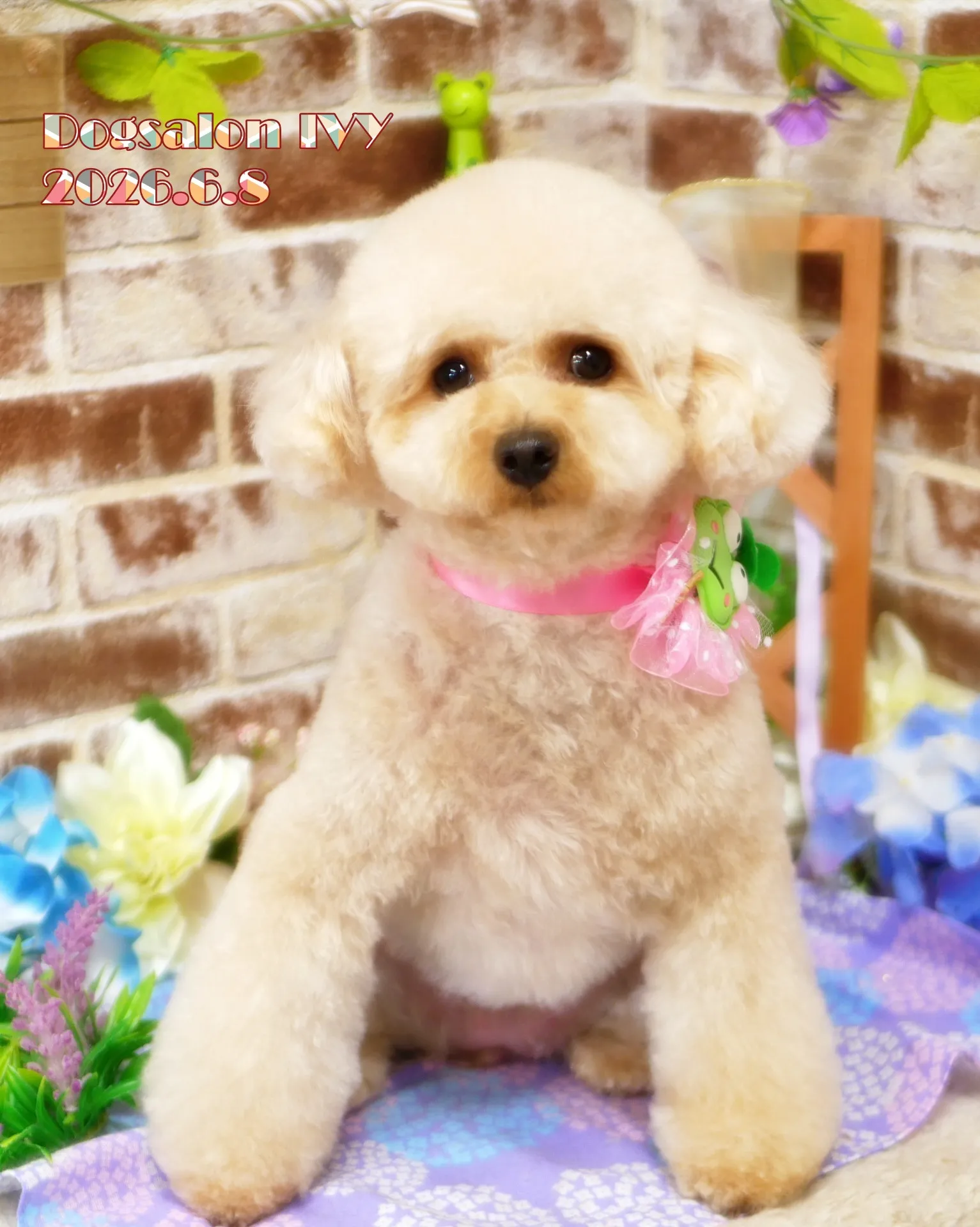 今日のわんちゃん