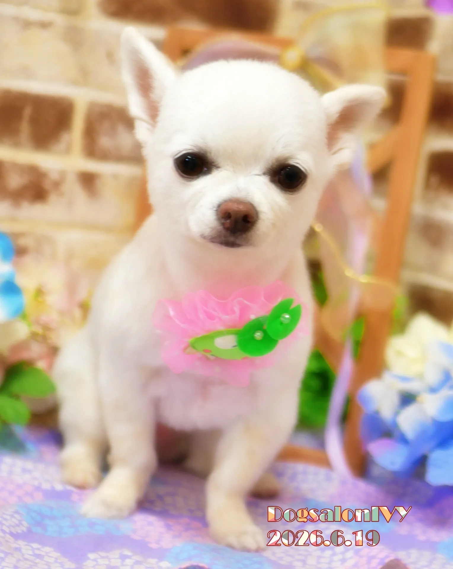 今日のわんちゃん