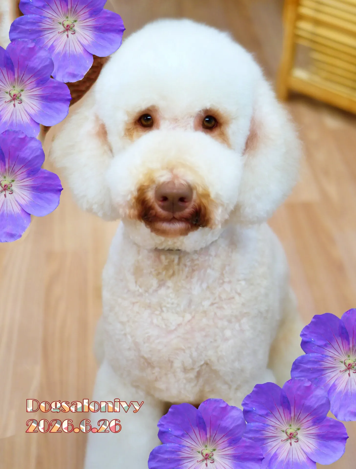 今日のわんちゃん