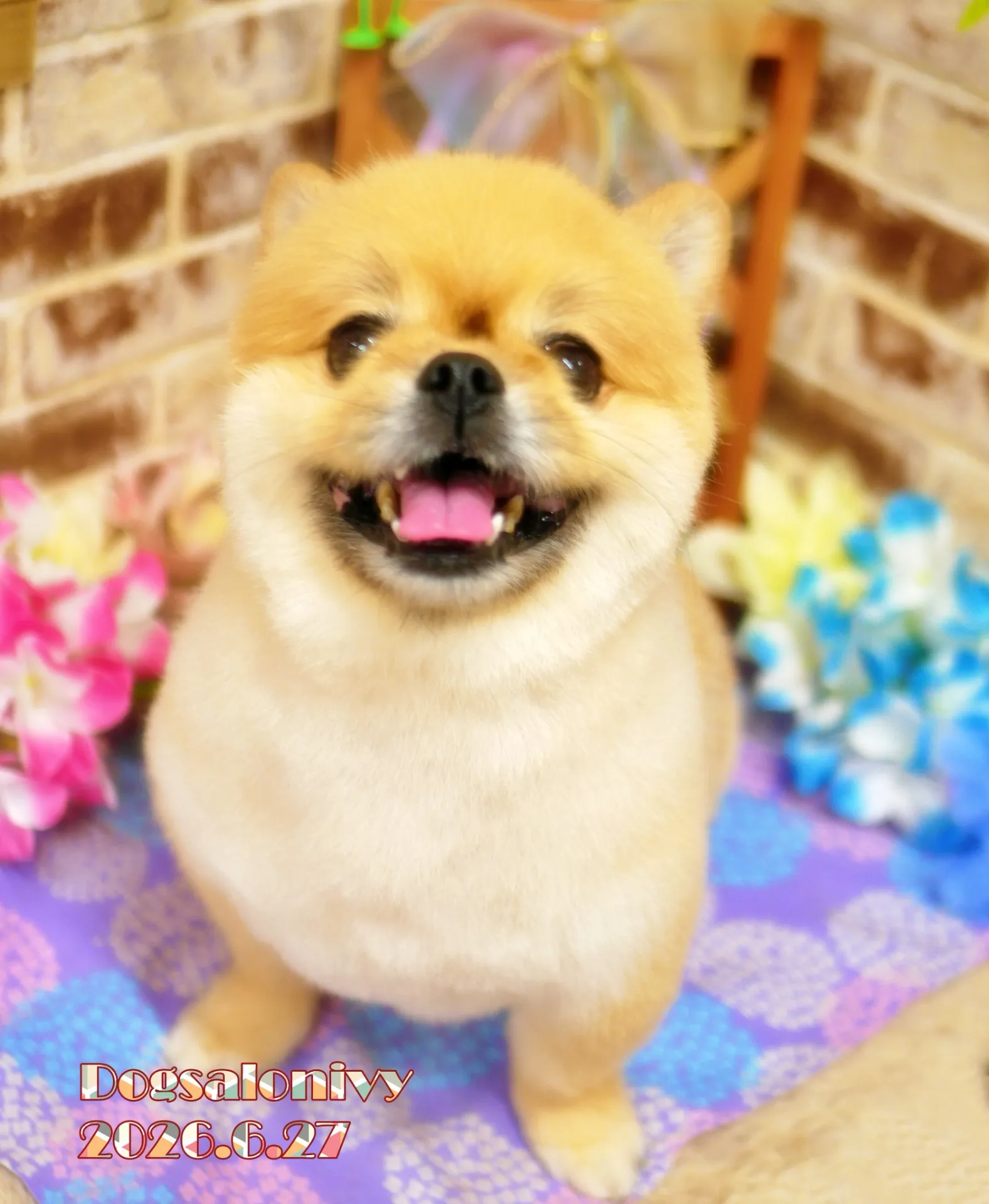 今日のわんちゃん