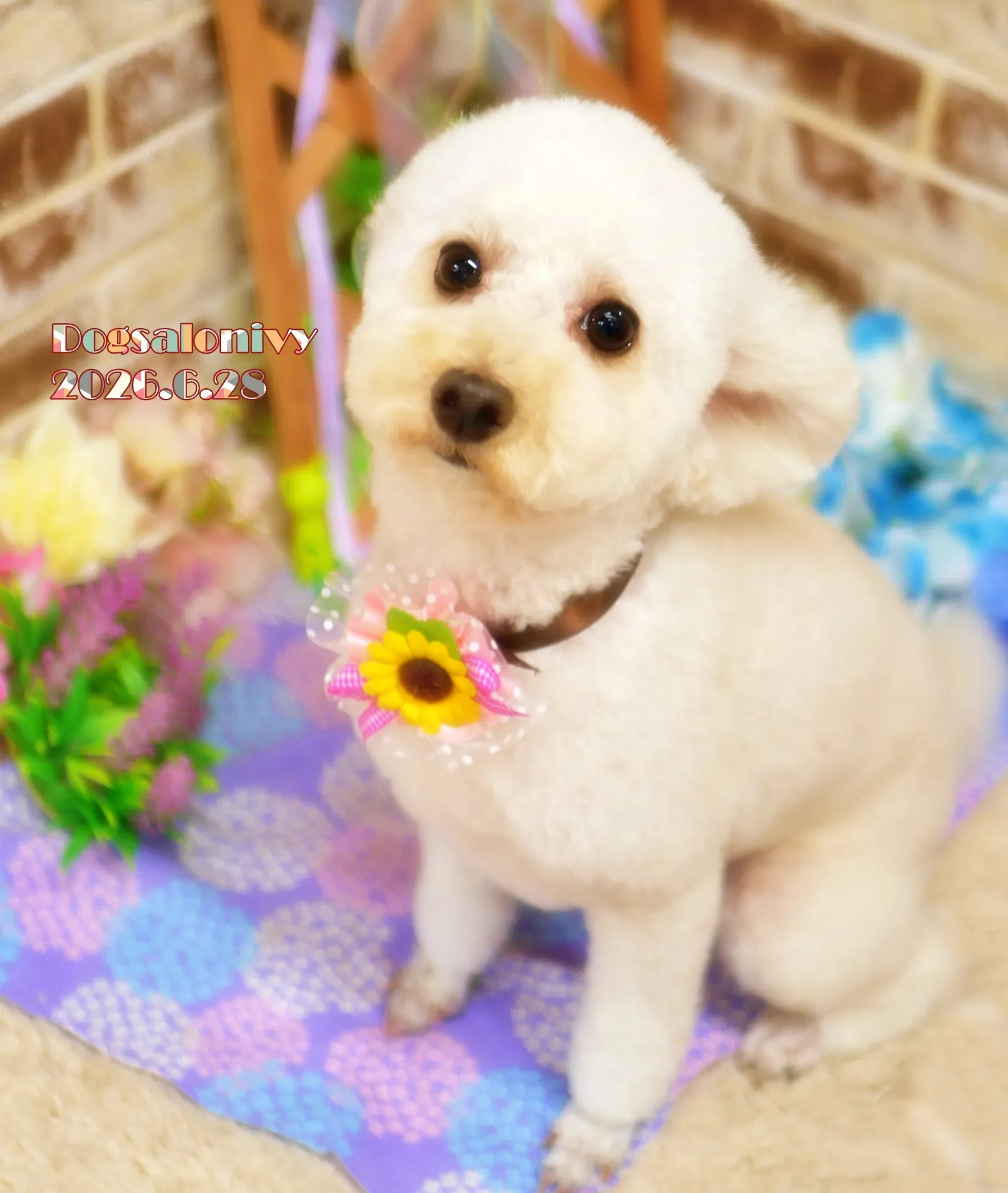 今日のわんちゃん