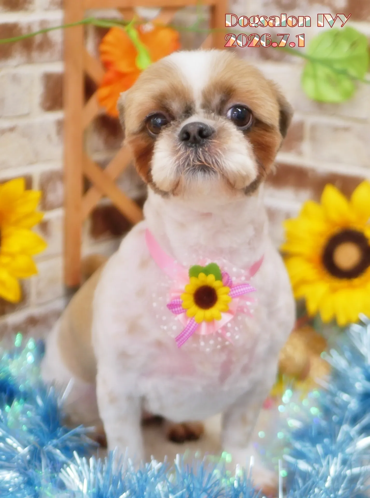 今日のわんちゃん
