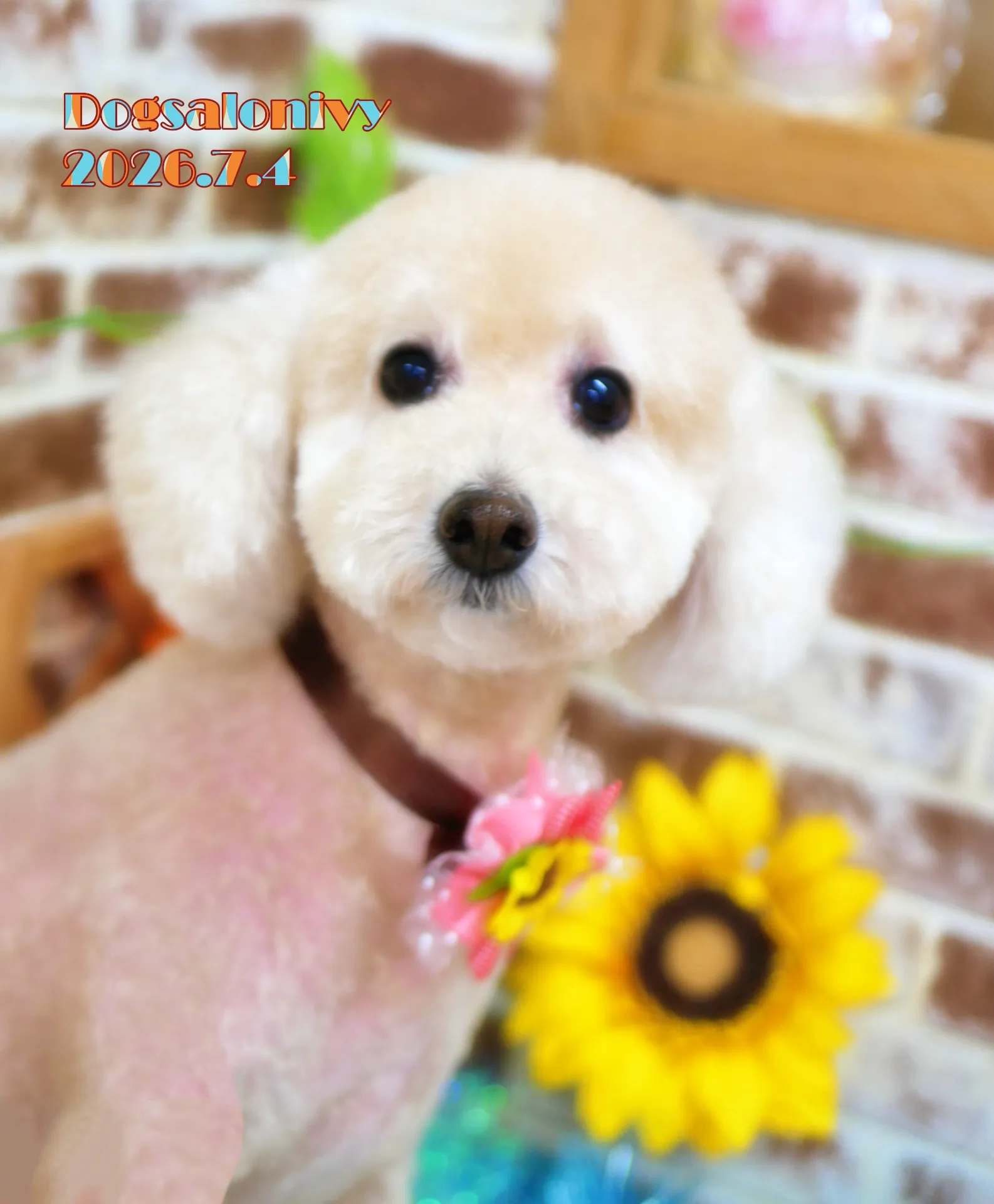 今日のわんちゃん