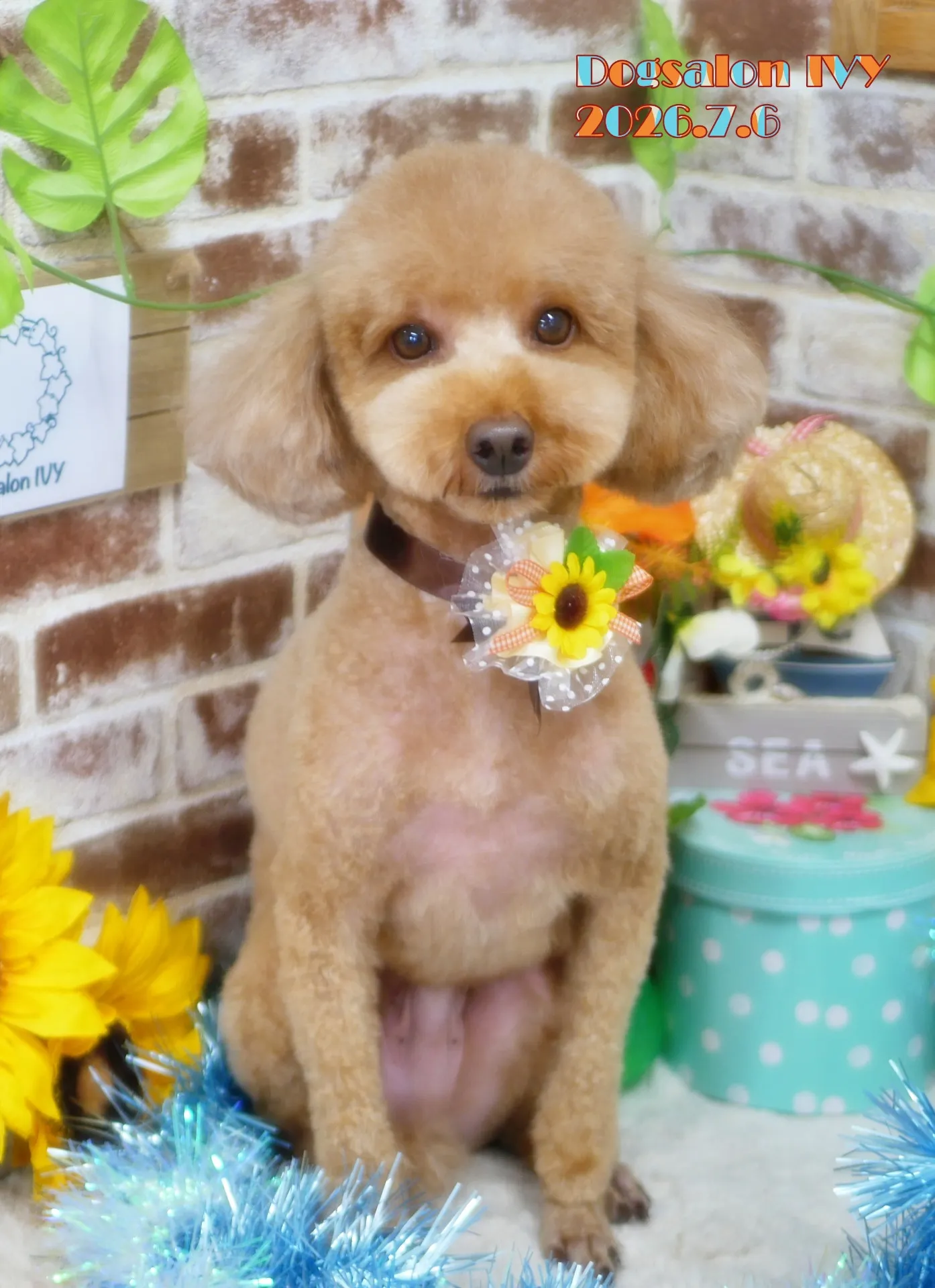 今日のわんちゃん