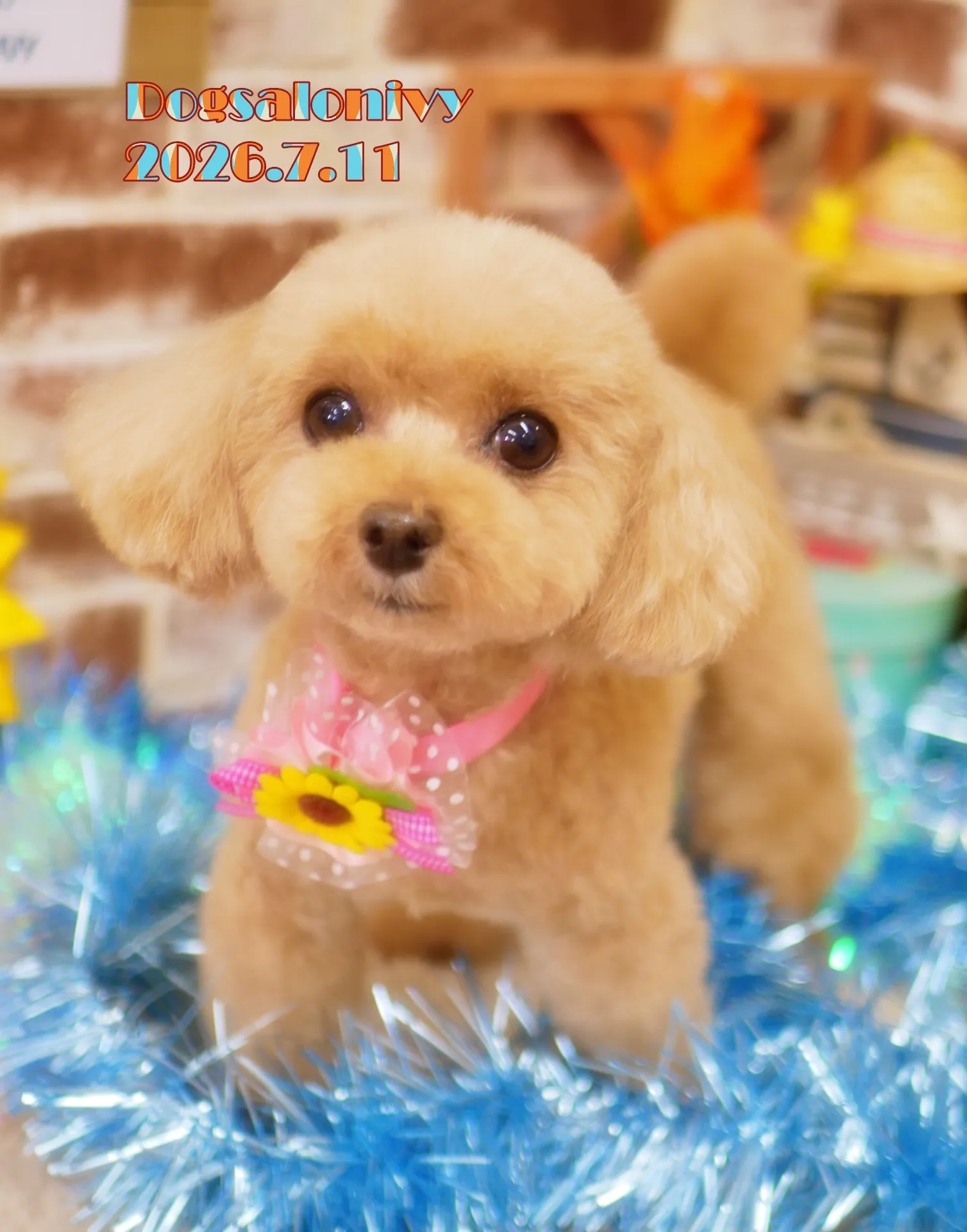 今日のわんちゃん