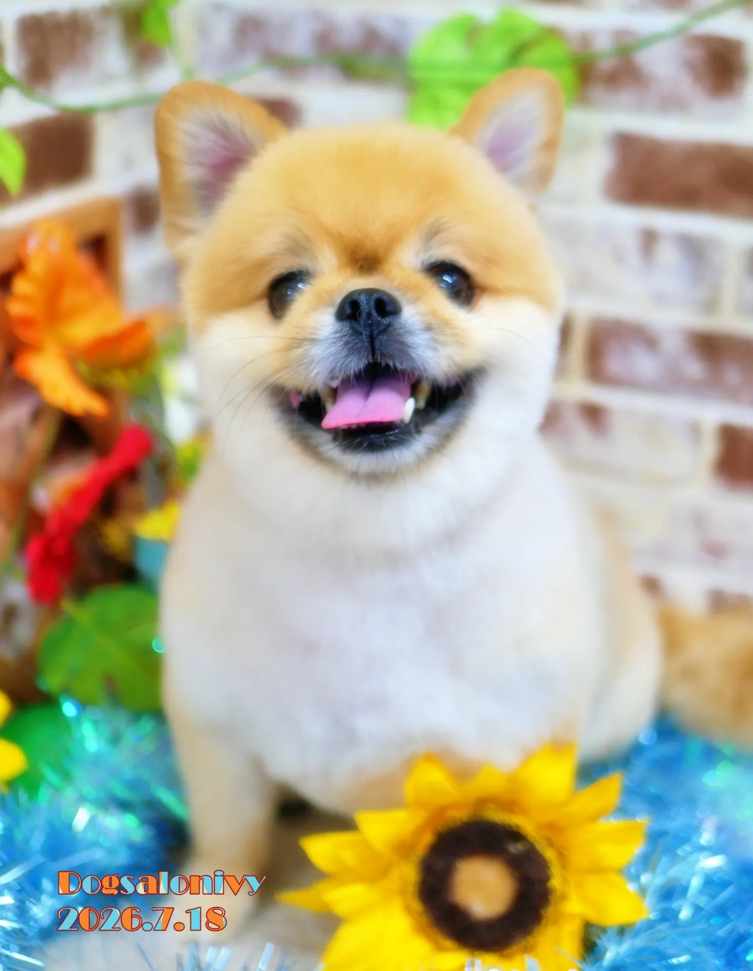 今日のわんちゃん