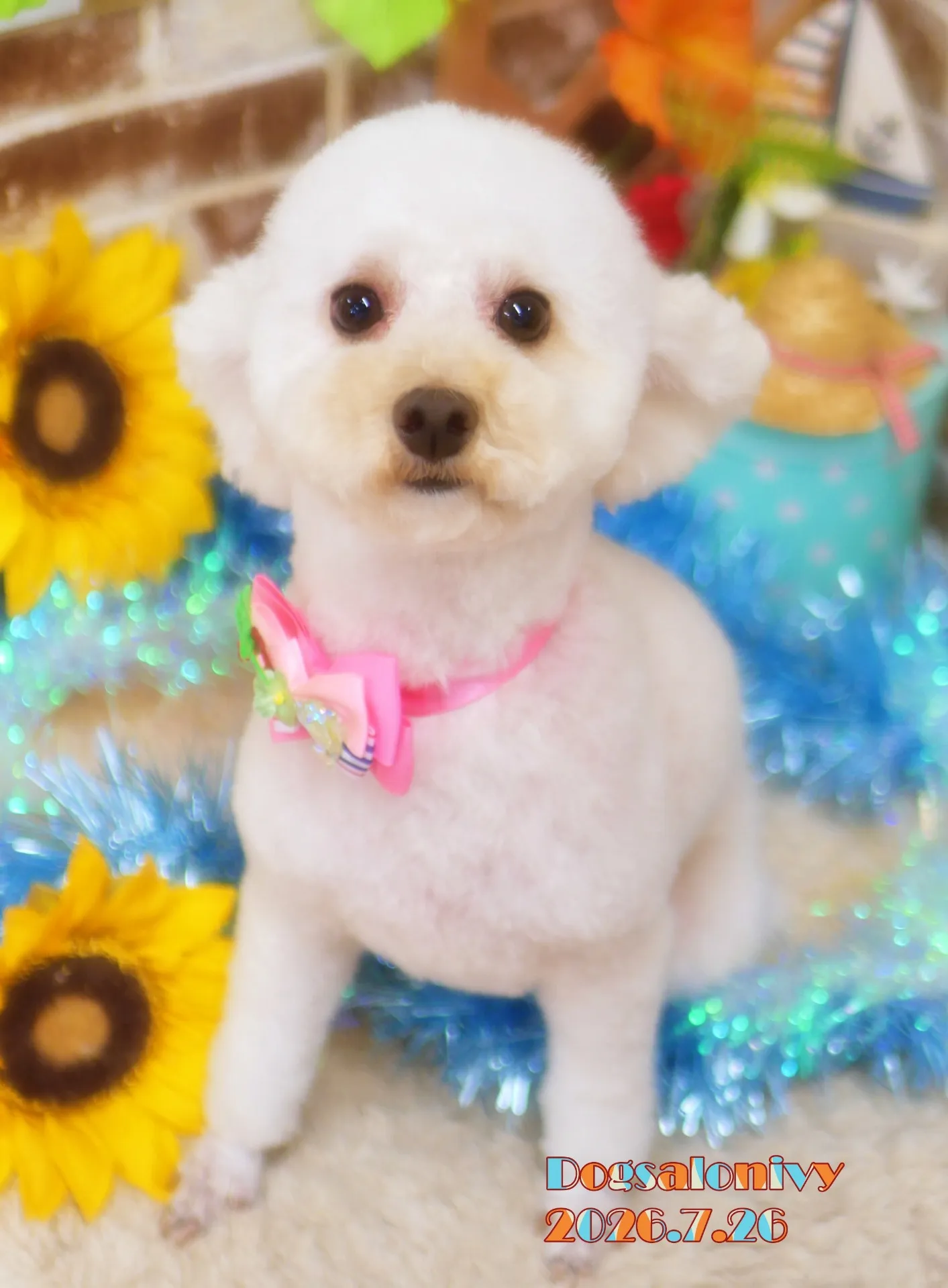 今日のわんちゃん