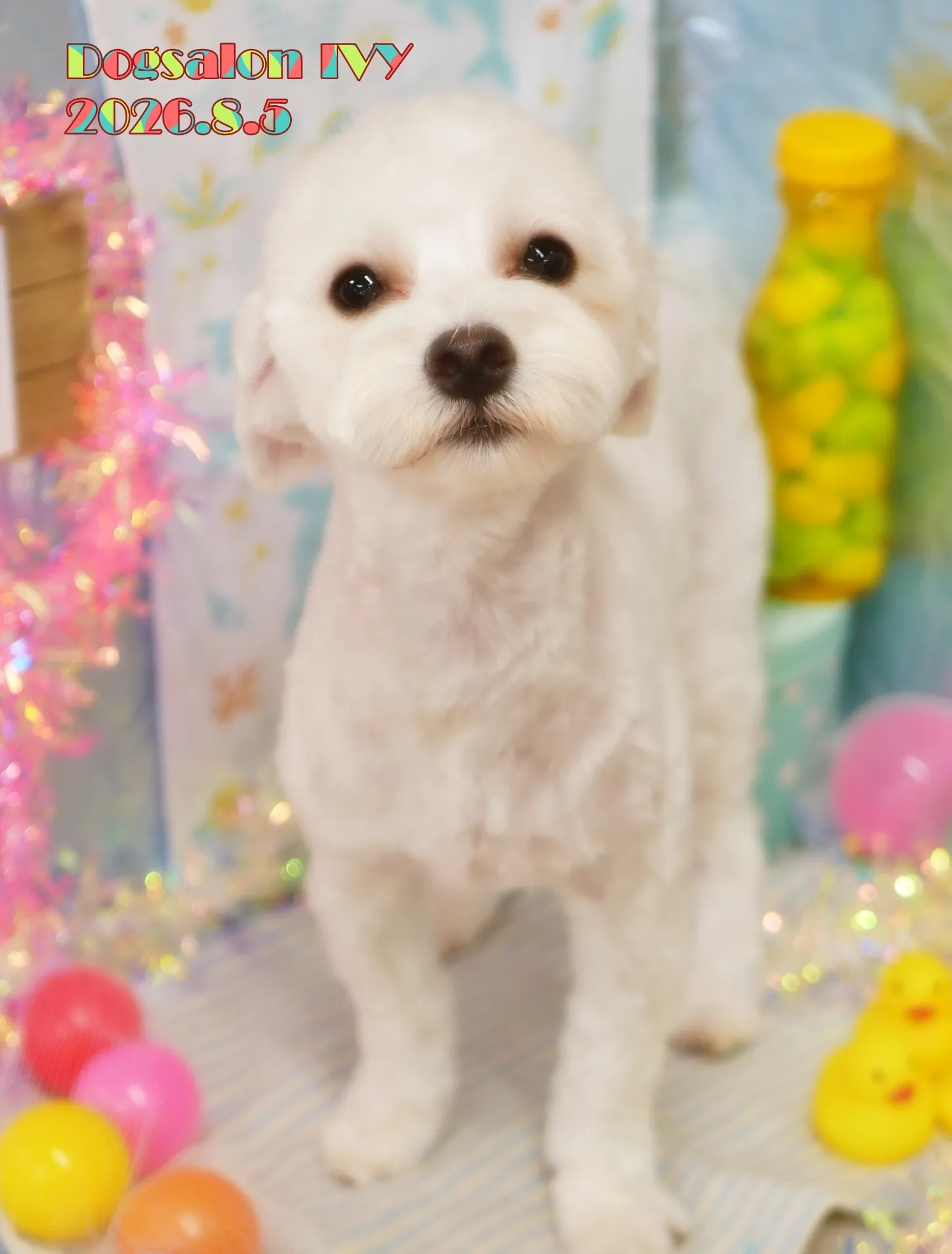 今日のわんちゃん