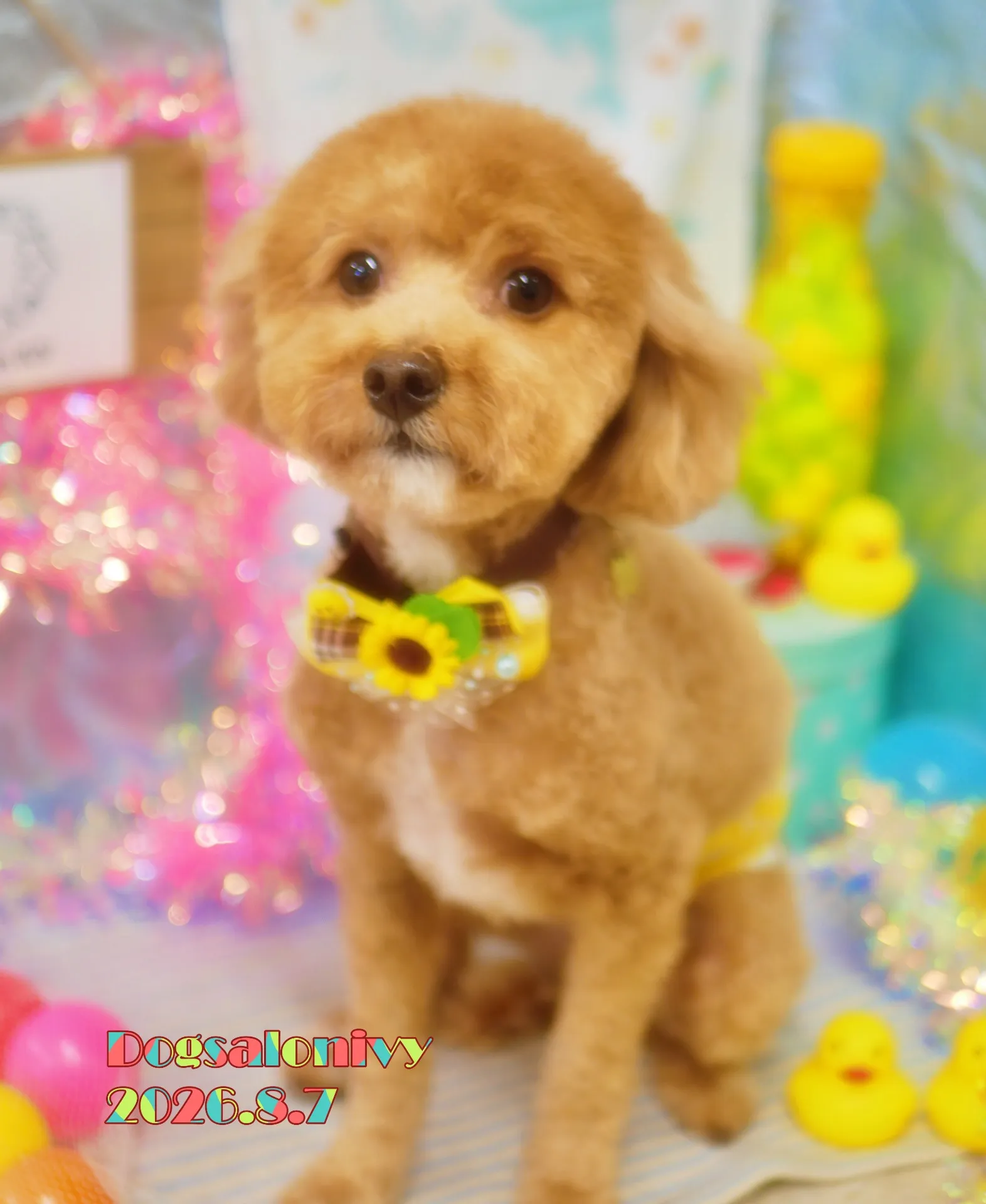 今日のわんちゃん
