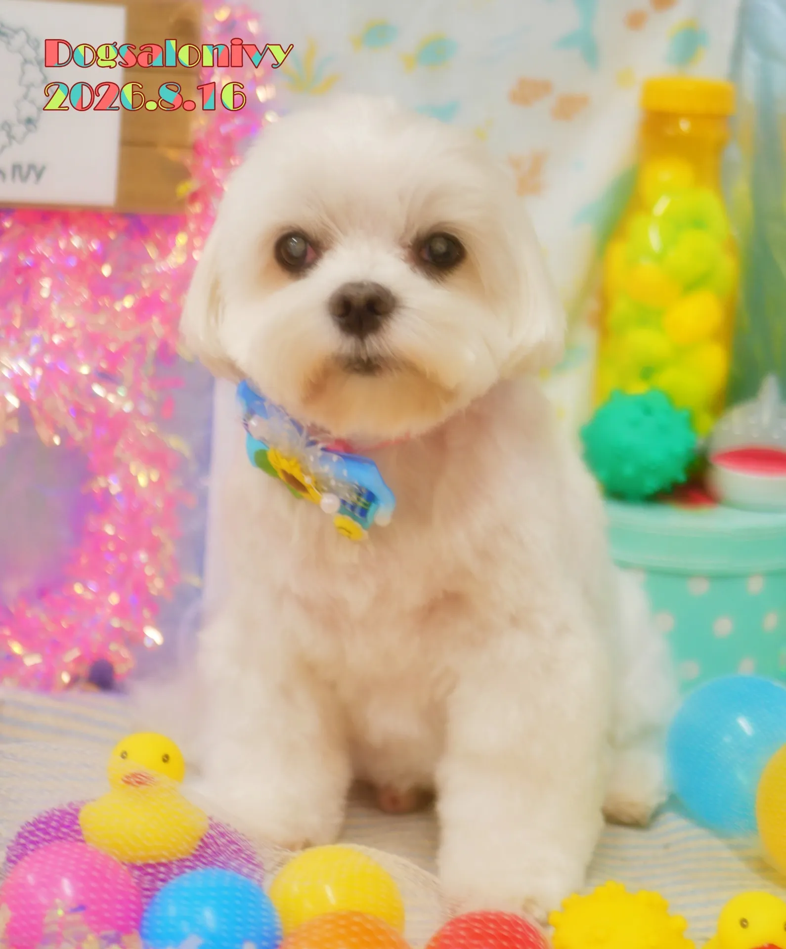 今日のわんちゃん