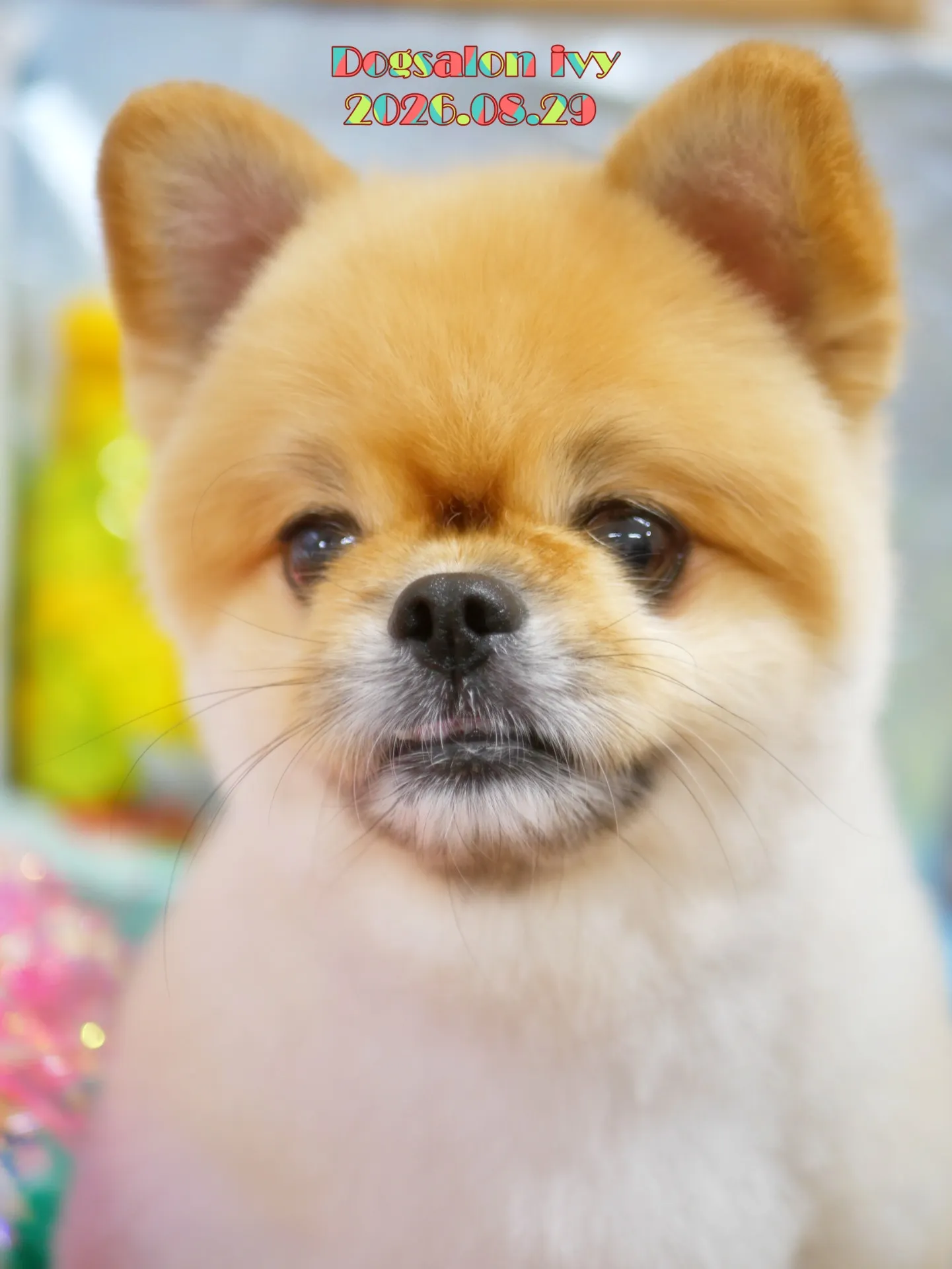 今日のわんちゃん