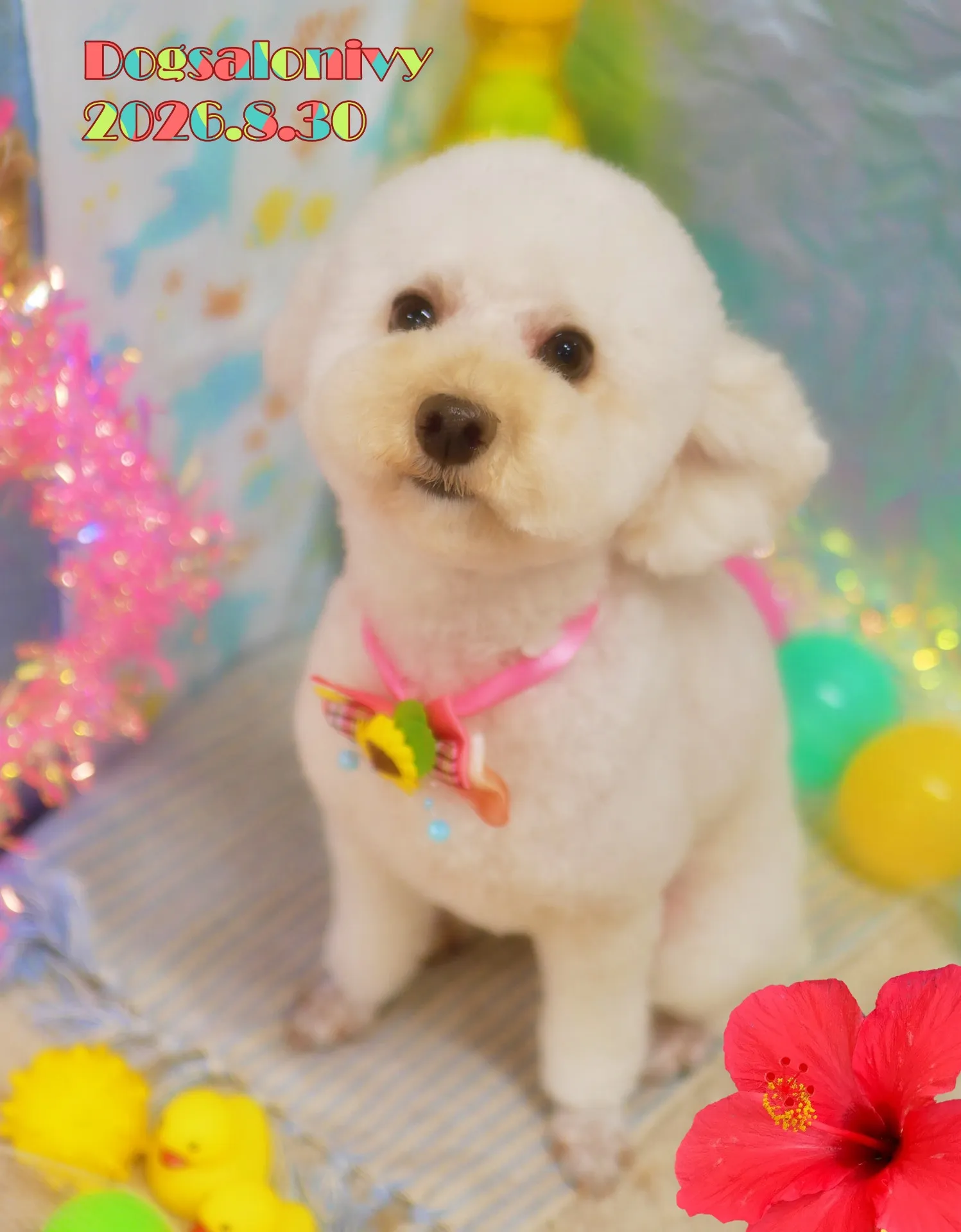 今日のわんちゃん