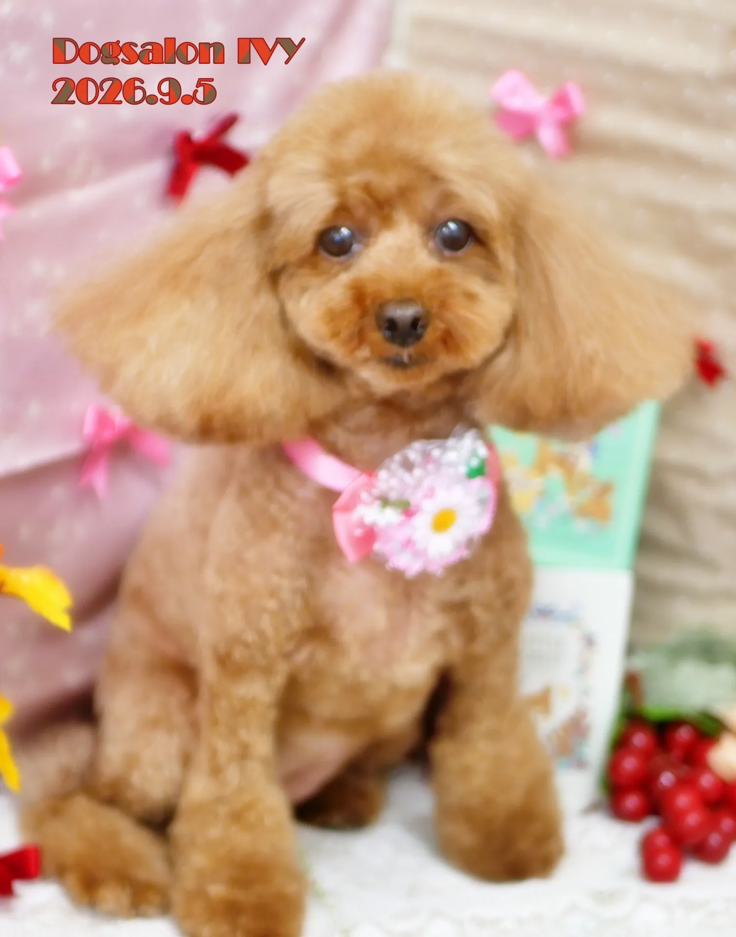 今日のわんちゃん