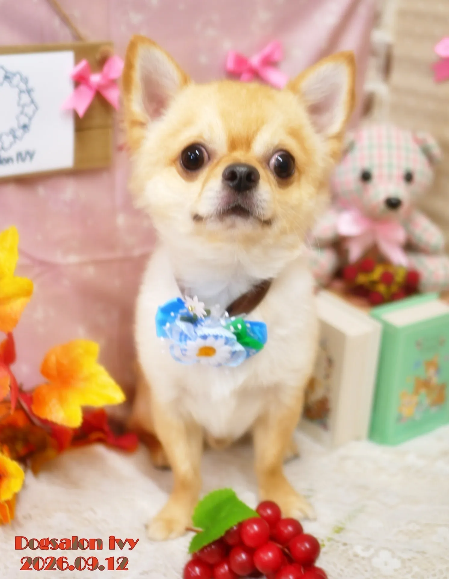 今日のわんちゃん
