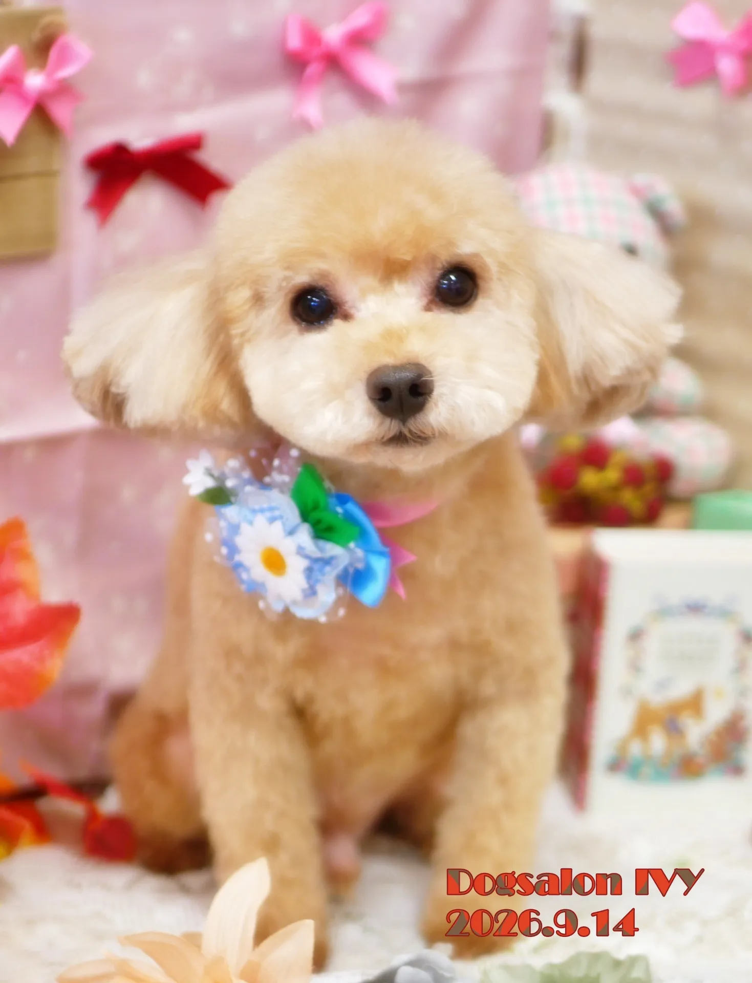 今日のわんちゃん