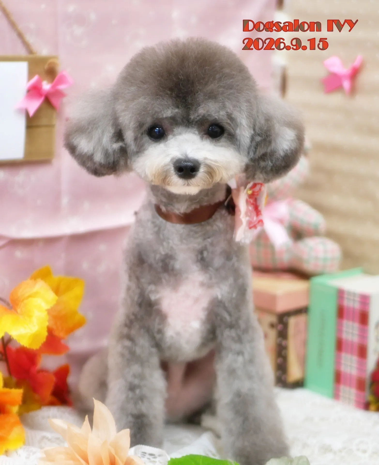今日のわんちゃん