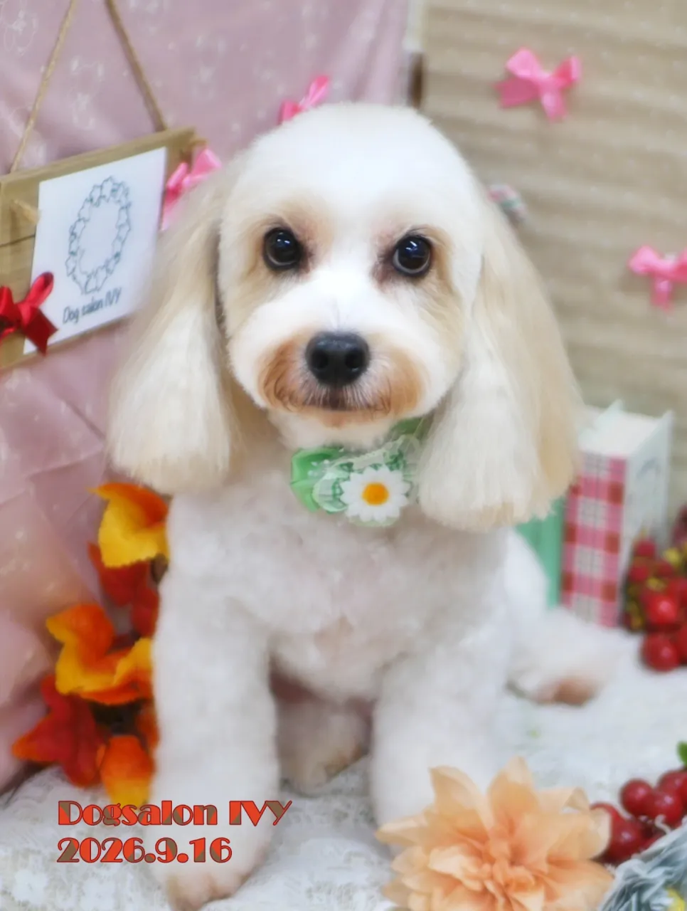 今日のわんちゃん