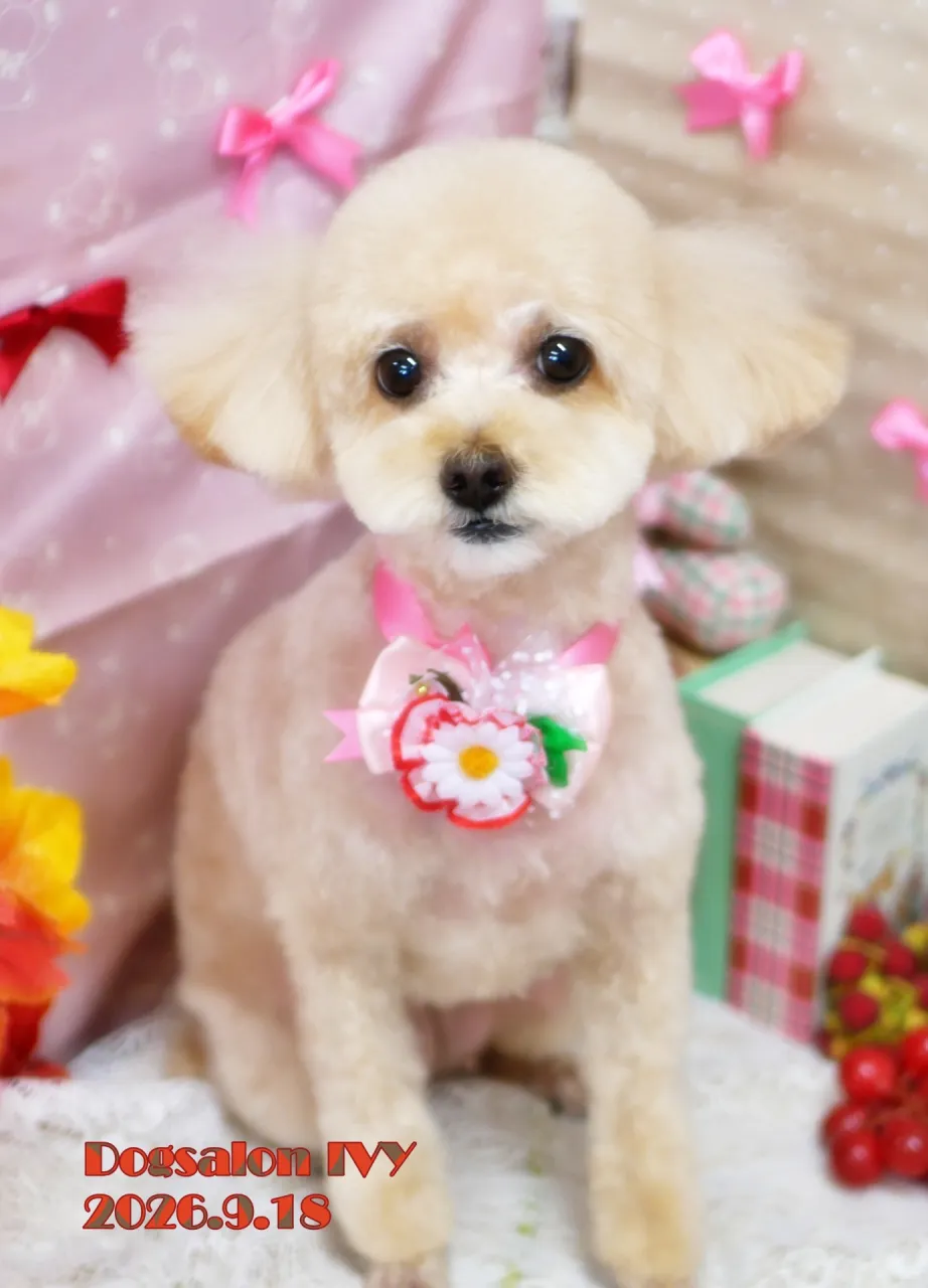 今日のわんちゃん