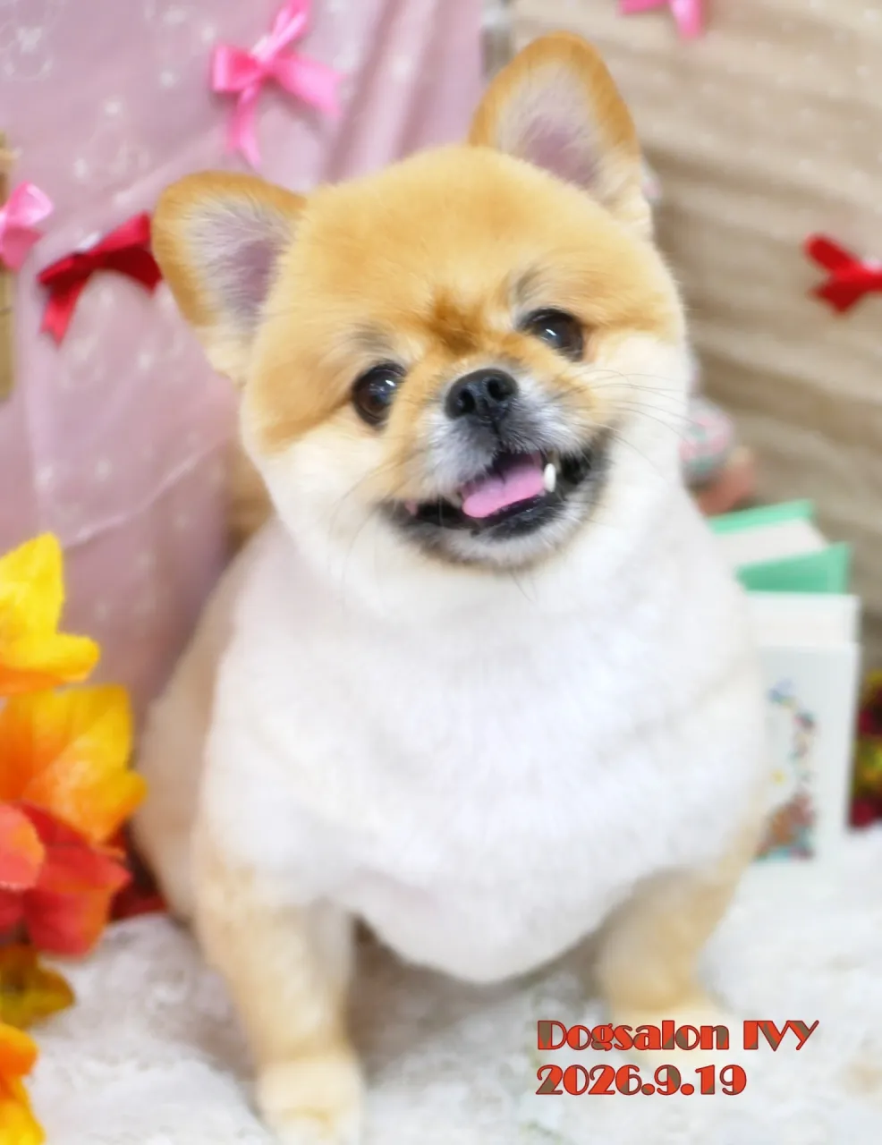 今日のわんちゃん