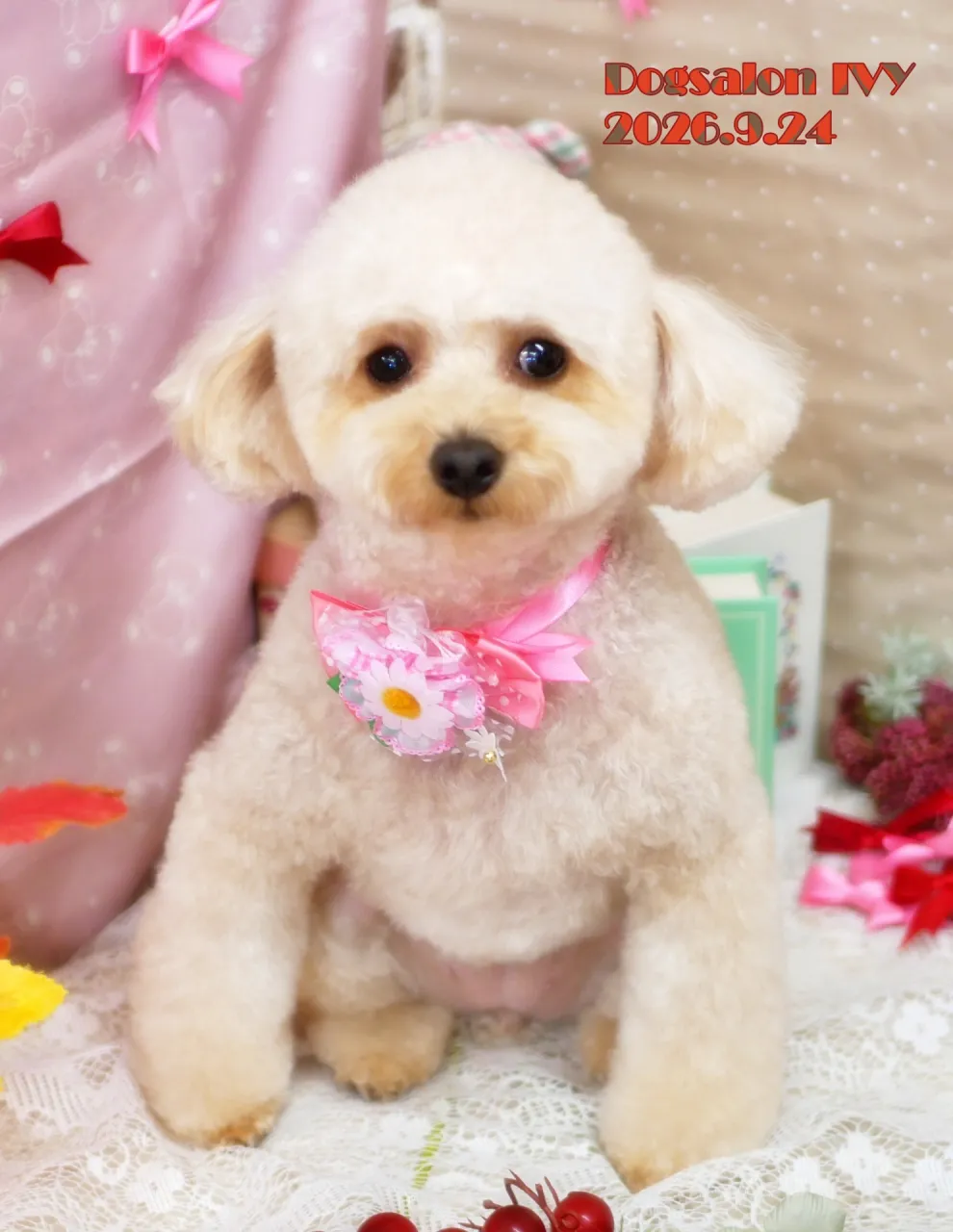 今日のわんちゃん