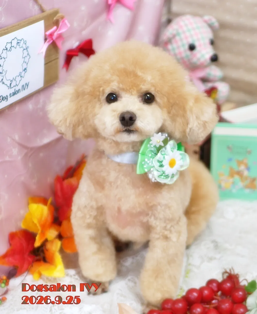 今日のわんちゃん