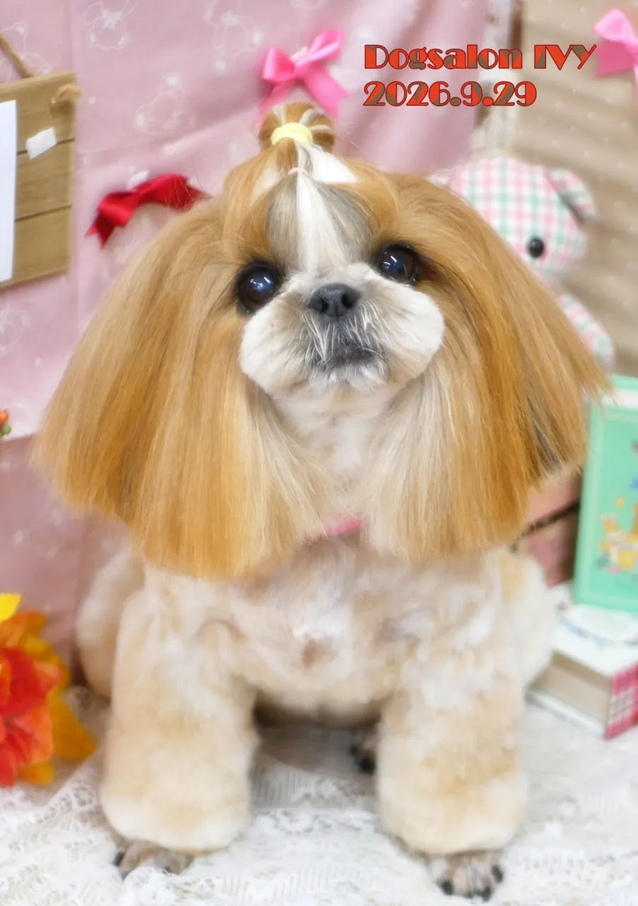 今日のわんちゃん