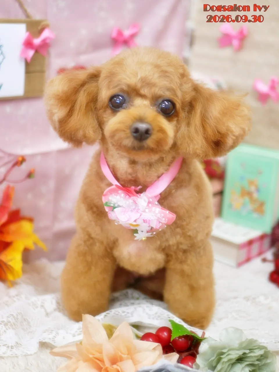 今日のわんちゃん